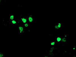 XPF Antibody in Immunocytochemistry (ICC/IF)