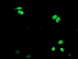 XPF Antibody in Immunocytochemistry (ICC/IF)