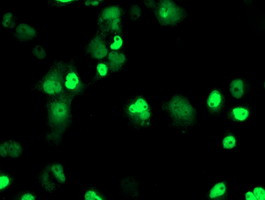 XPF Antibody in Immunocytochemistry (ICC/IF)