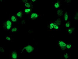 XPF Antibody in Immunocytochemistry (ICC/IF)