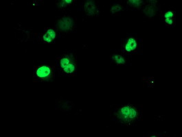 XPF Antibody in Immunocytochemistry (ICC/IF)