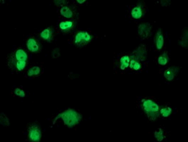 XPF Antibody in Immunocytochemistry (ICC/IF)