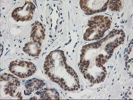 XPF Antibody in Immunohistochemistry (Paraffin) (IHC (P))