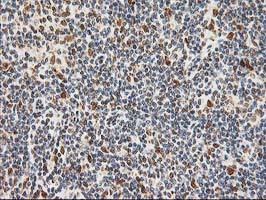 XPF Antibody in Immunohistochemistry (Paraffin) (IHC (P))