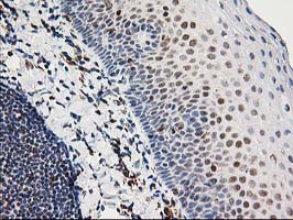 XPF Antibody in Immunohistochemistry (Paraffin) (IHC (P))