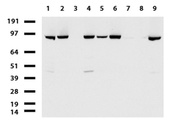 XPF Antibody in Western Blot (WB)