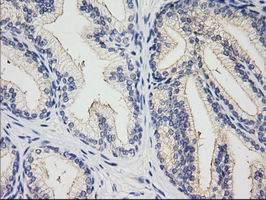 XPNPEP1 Antibody in Immunohistochemistry (Paraffin) (IHC (P))