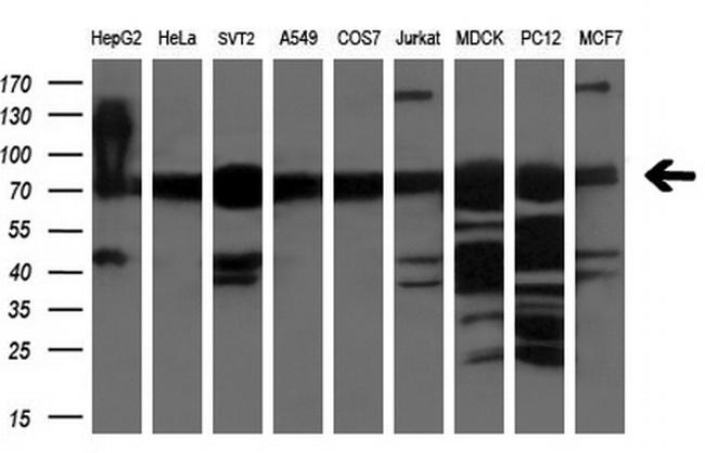 XPNPEP1 Antibody in Western Blot (WB)