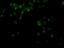 XPNPEP3 Antibody in Immunocytochemistry (ICC/IF)