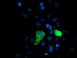 XPNPEP3 Antibody in Immunocytochemistry (ICC/IF)