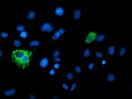 XPNPEP3 Antibody in Immunocytochemistry (ICC/IF)