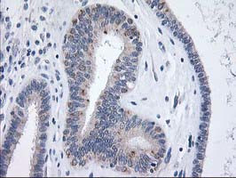 XPNPEP3 Antibody in Immunohistochemistry (Paraffin) (IHC (P))