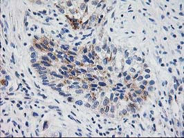 XPNPEP3 Antibody in Immunohistochemistry (Paraffin) (IHC (P))