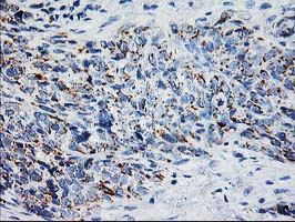 XPNPEP3 Antibody in Immunohistochemistry (Paraffin) (IHC (P))