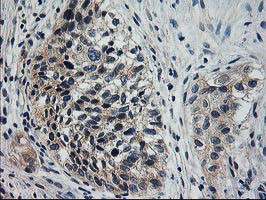 XPNPEP3 Antibody in Immunohistochemistry (Paraffin) (IHC (P))