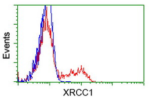 XRCC1 Antibody in Flow Cytometry (Flow)
