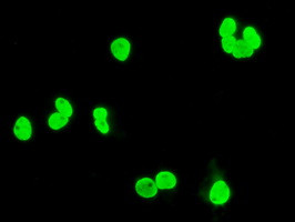 XRCC1 Antibody in Immunocytochemistry (ICC/IF)