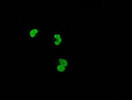 XRCC1 Antibody in Immunocytochemistry (ICC/IF)