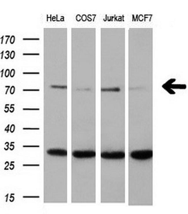 XRCC1 Antibody in Western Blot (WB)