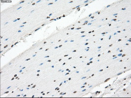 XRCC4 Antibody in Immunohistochemistry (Paraffin) (IHC (P))