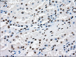 XRCC4 Antibody in Immunohistochemistry (Paraffin) (IHC (P))