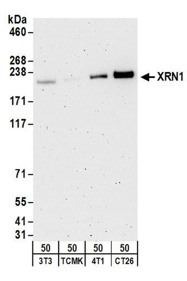 XRN1 Antibody in Western Blot (WB)