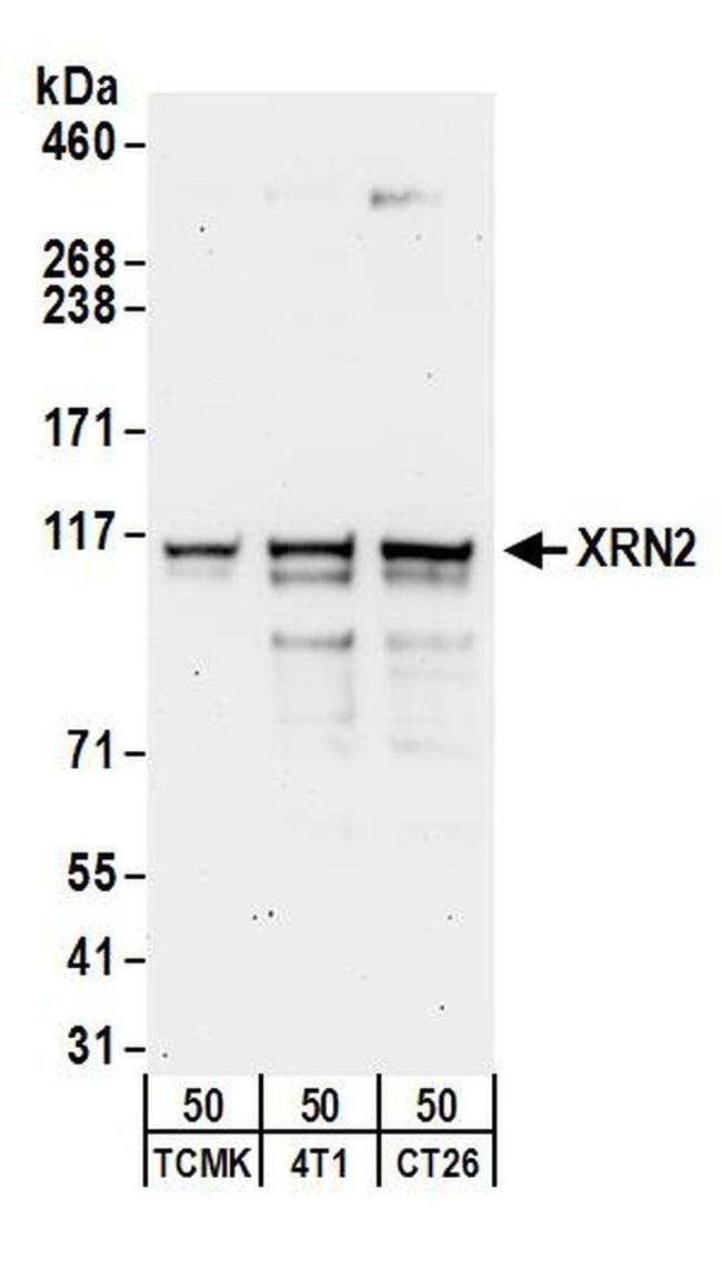 XRN2 Antibody in Western Blot (WB)