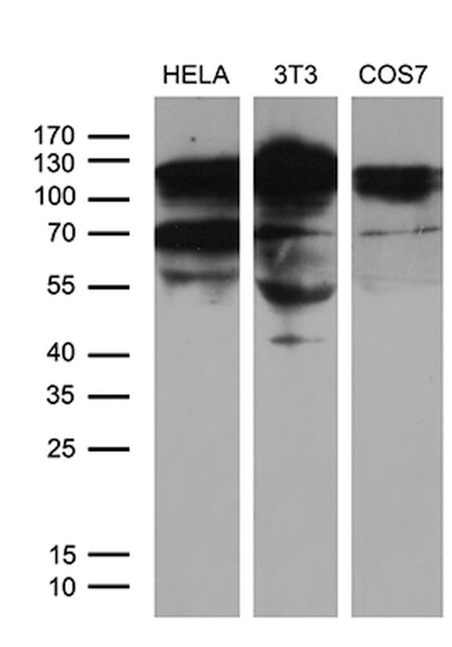 XRN2 Antibody in Western Blot (WB)