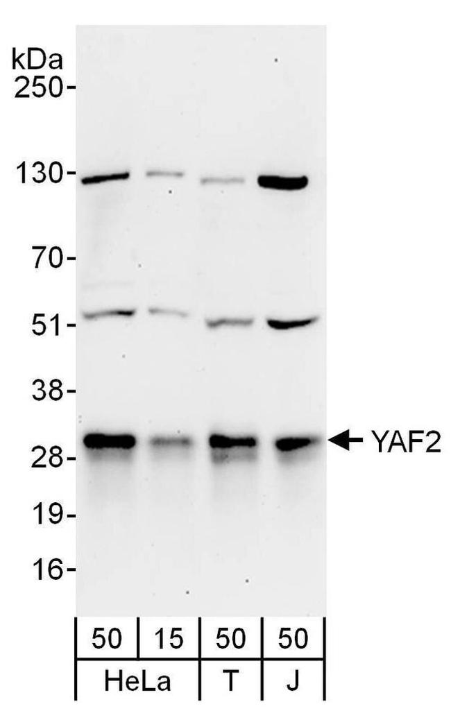 YAF2 Antibody in Western Blot (WB)