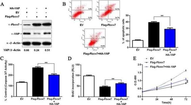 YAP1 Antibody in Western Blot (WB)