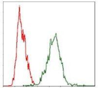 YAP1 Antibody in Flow Cytometry (Flow)