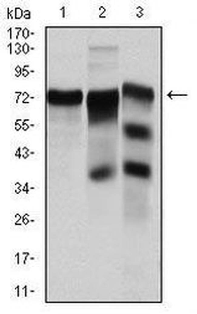 YAP1 Antibody in Western Blot (WB)