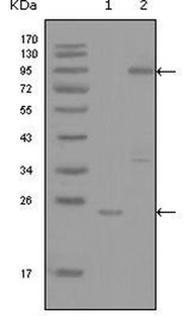 YES1 Antibody in Western Blot (WB)