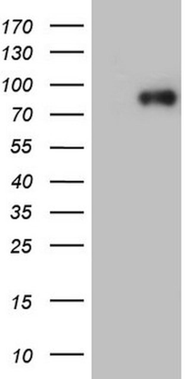 YME1L1 Antibody in Western Blot (WB)