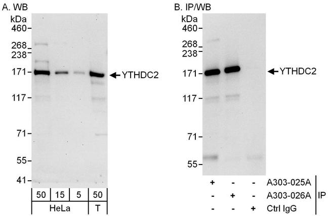 YTHDC2 Antibody in Western Blot (WB)