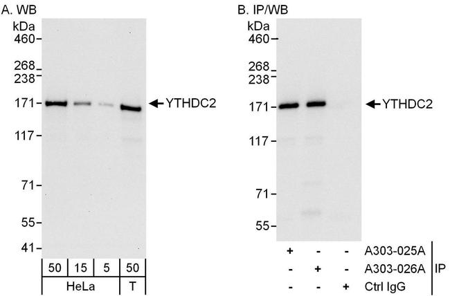 YTHDC2 Antibody in Western Blot (WB)