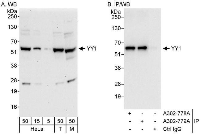 YY1 Antibody in Western Blot (WB)