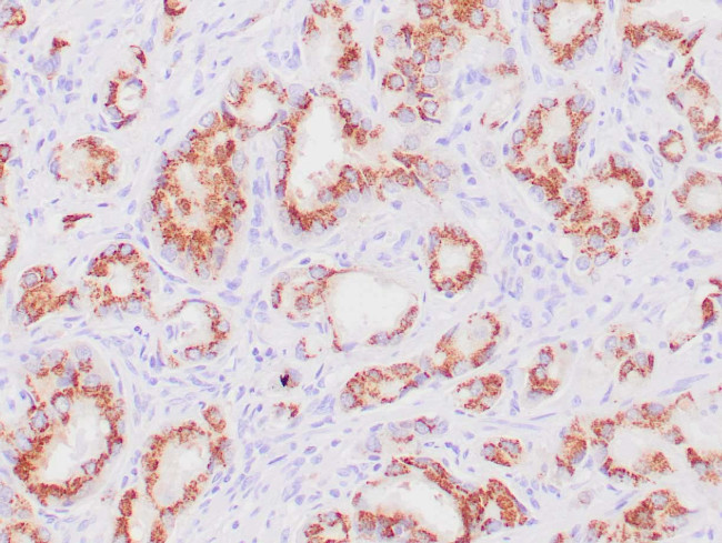 Prostein Antibody in Immunohistochemistry (Paraffin) (IHC (P))