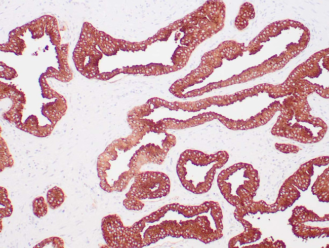 PSAP Antibody in Immunohistochemistry (Paraffin) (IHC (P))