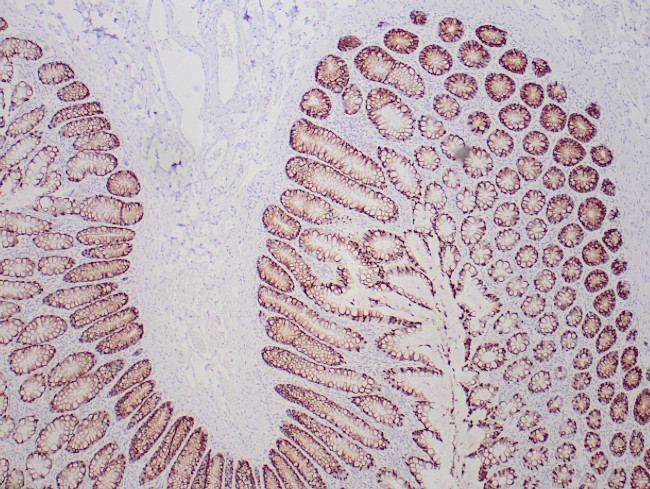 MUC-2 Antibody in Immunohistochemistry (Paraffin) (IHC (P))