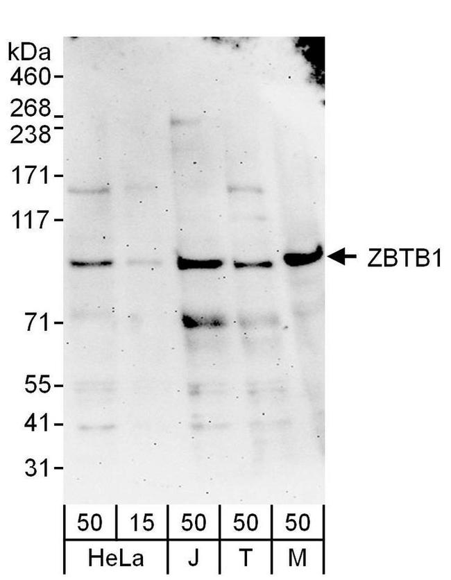 ZBTB1 Antibody in Western Blot (WB)