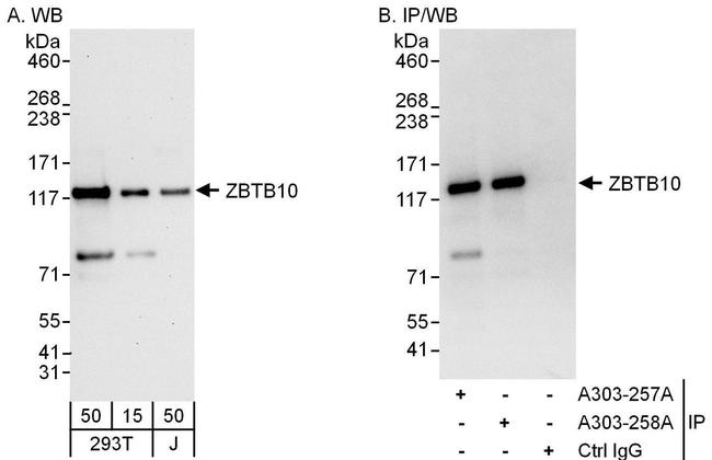 ZBTB10 Antibody in Western Blot (WB)