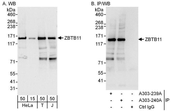 ZBTB11 Antibody in Western Blot (WB)