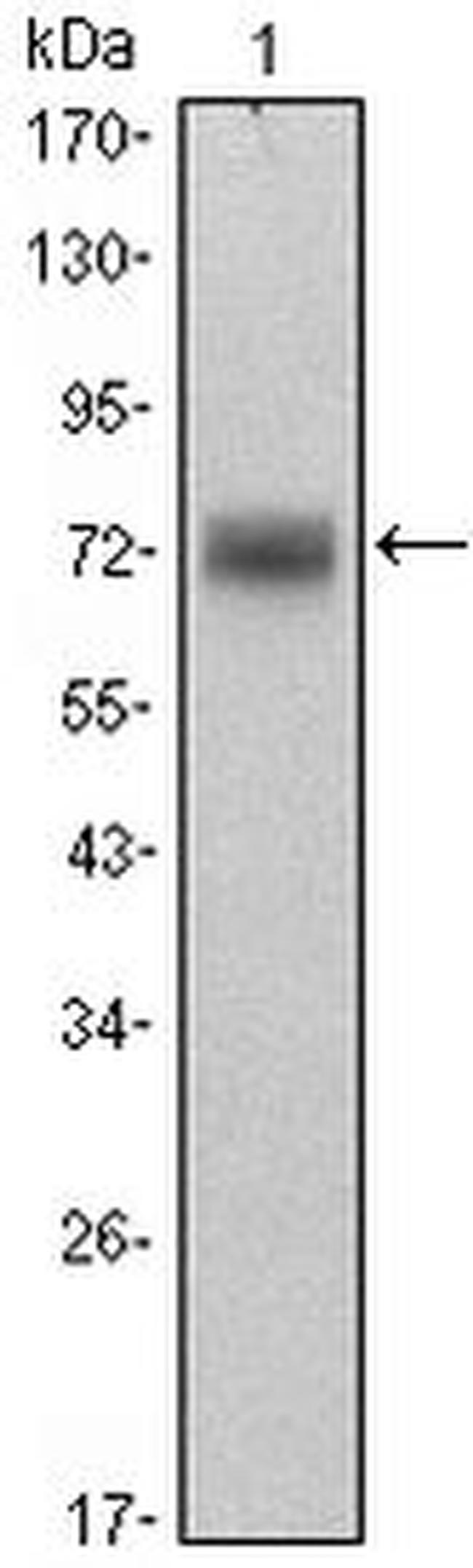 PLZF Antibody in Western Blot (WB)