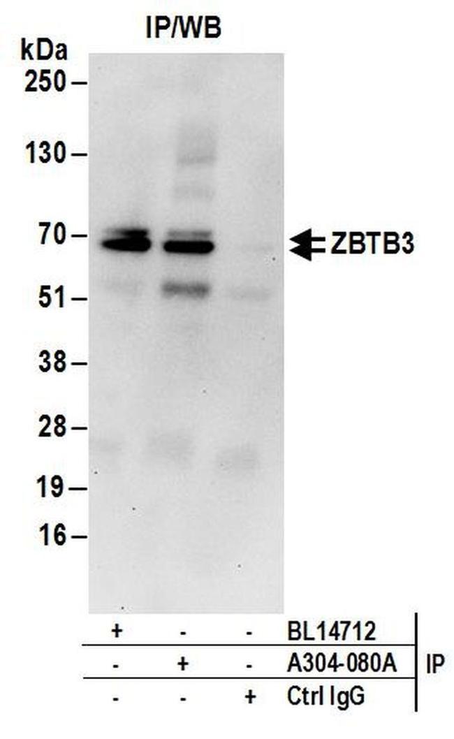 ZBTB3 Antibody in Western Blot (WB)