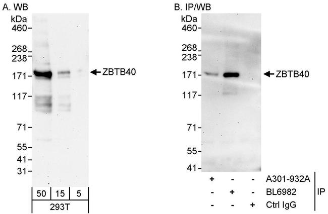 ZBTB40 Antibody in Western Blot (WB)