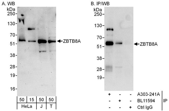 ZBTB8A Antibody in Western Blot (WB)