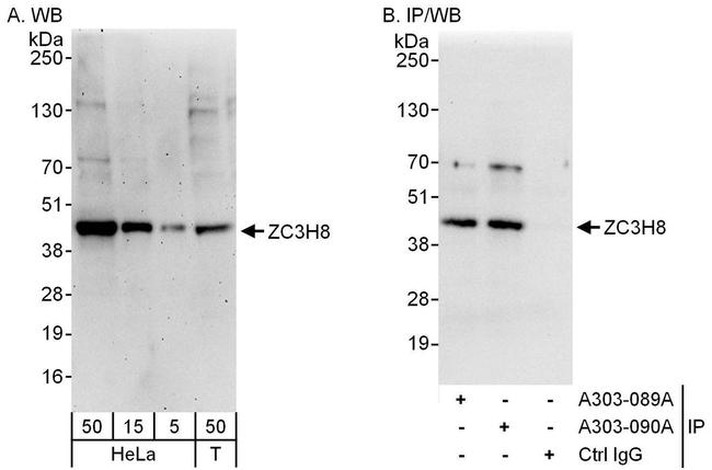 ZC3H8 Antibody in Western Blot (WB)