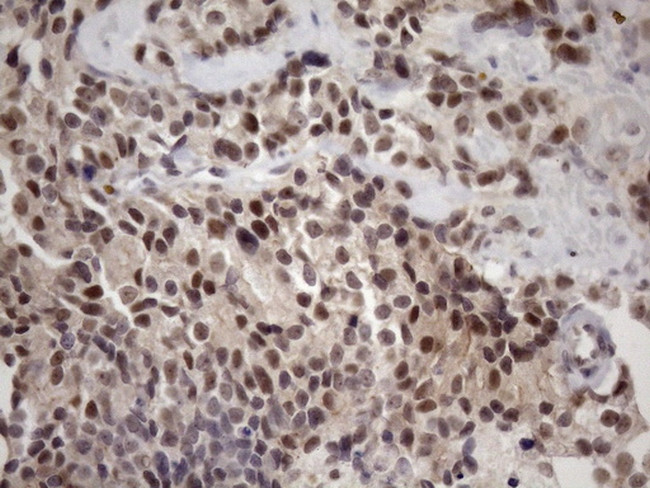 ZC3H8 Antibody in Immunohistochemistry (Paraffin) (IHC (P))