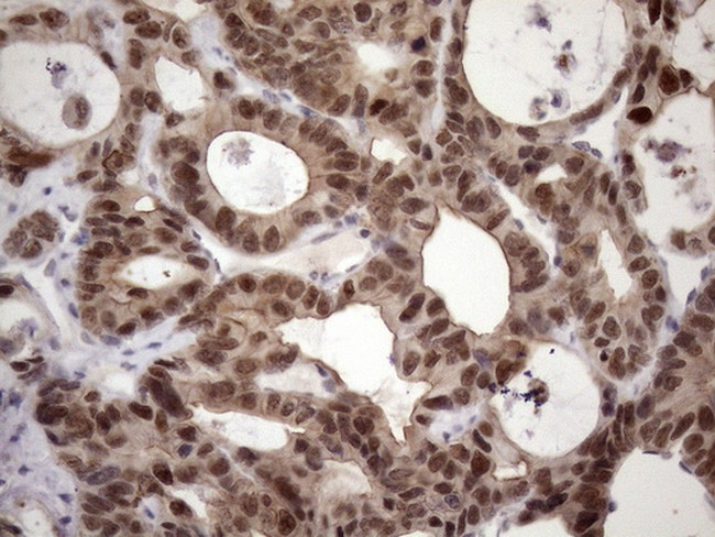 ZC3H8 Antibody in Immunohistochemistry (Paraffin) (IHC (P))